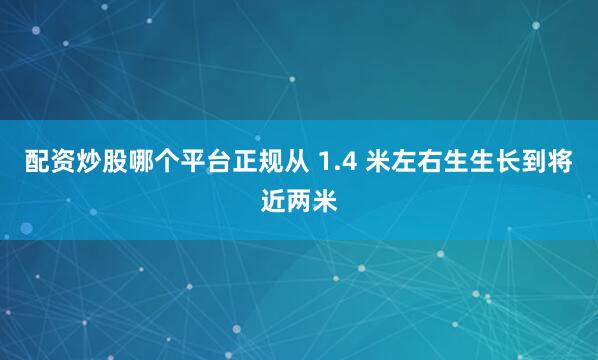 配资炒股哪个平台正规从 1.4 米左右生生长到将近两米