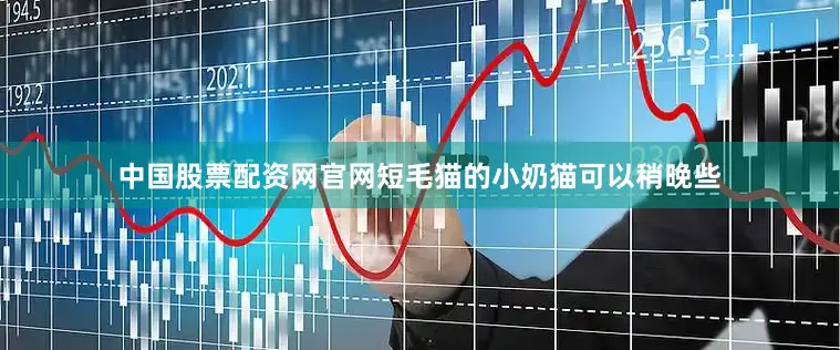 中国股票配资网官网短毛猫的小奶猫可以稍晚些